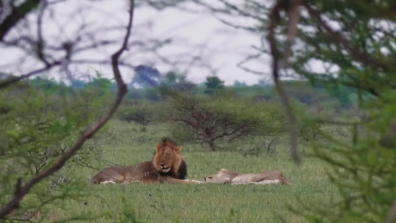 Lions Lying Down On The Green Grass In Nxai Pan In Botswana Captured Between The Bushes Medium Shot