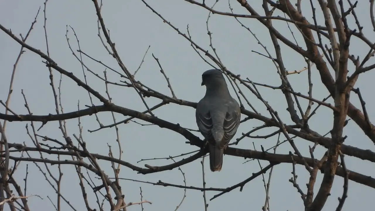 Lesser Cuckoo Beautiful bird fathers 