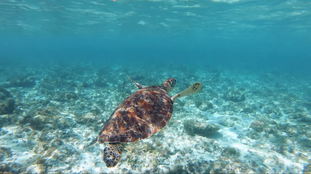 Close up Shot of Swimming up and Snorkelling With Turtles in the Sea in the Philippines Bohol for a holiday