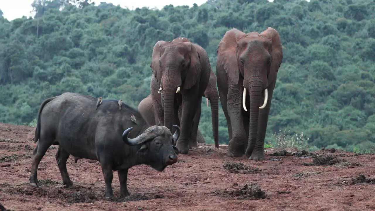 Cape Buffalo And African Bush Elephants In National Park In Kenya East Africa