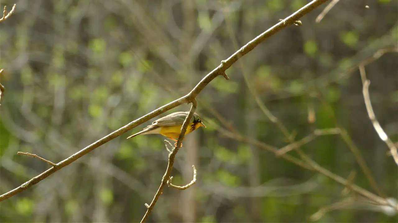 Yellow Warbler bird flying off a tree branch with no leaves on a jungle background