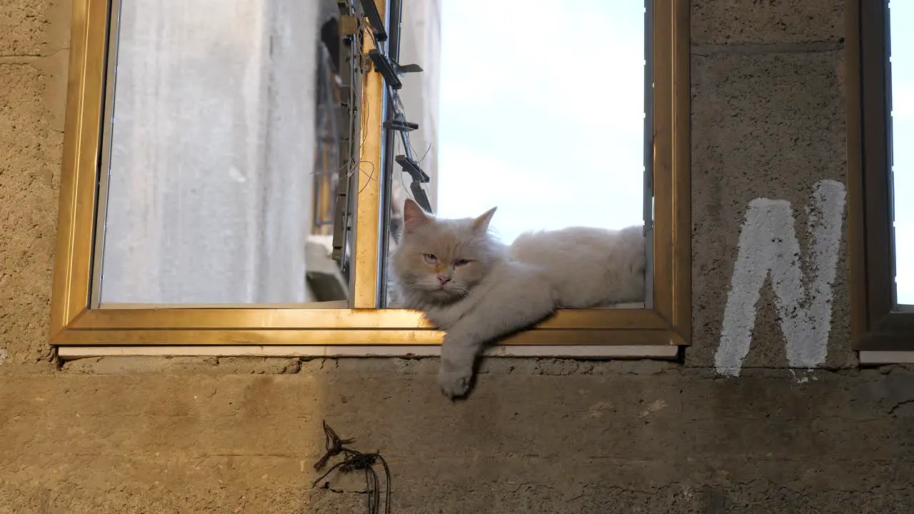 Abandoned cat on the window sill Gaza war footage