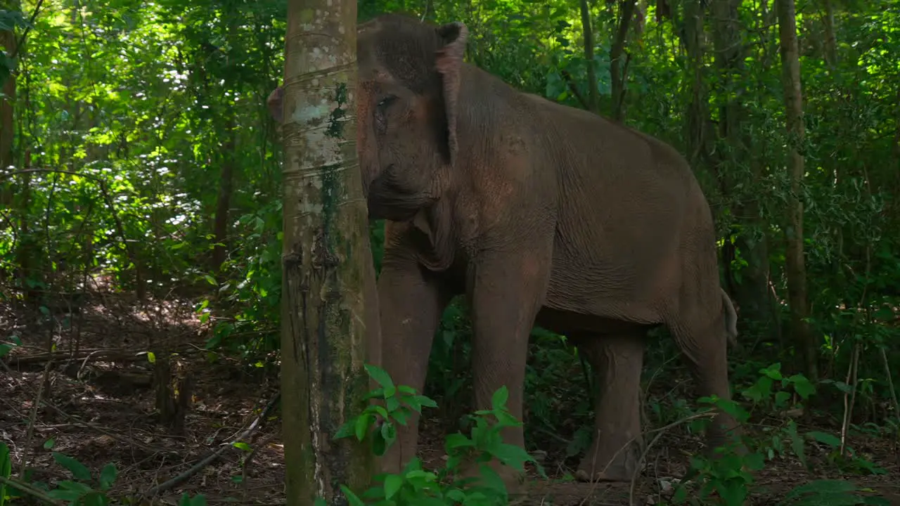 Footage of an Asian elephant in the forest