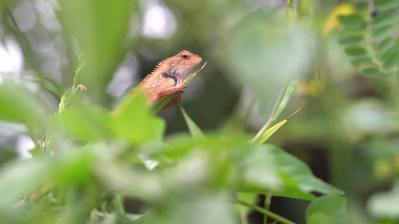 Selective focus chameleon on plant