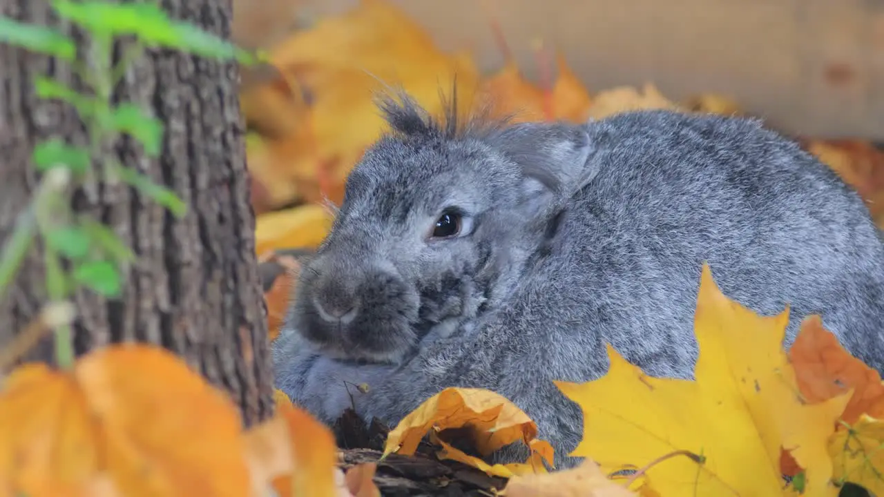 French Lop is a breed of domestic rabbit developed in France in the 19th century from the selective breeding of English Lop and Flemish Giant stock