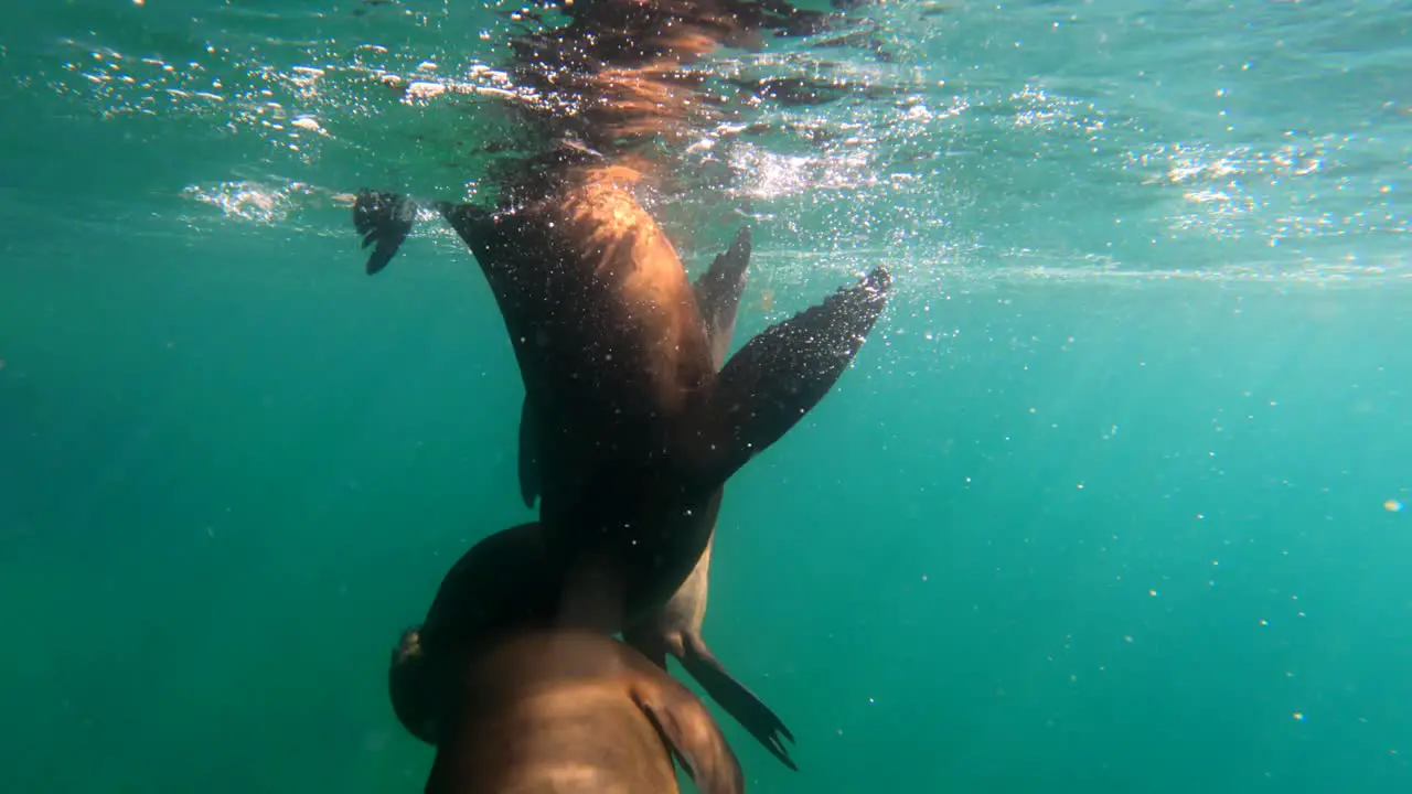 Three sea lions spin around in a circle while they play underwater off the coast of Isla Espirito Santo