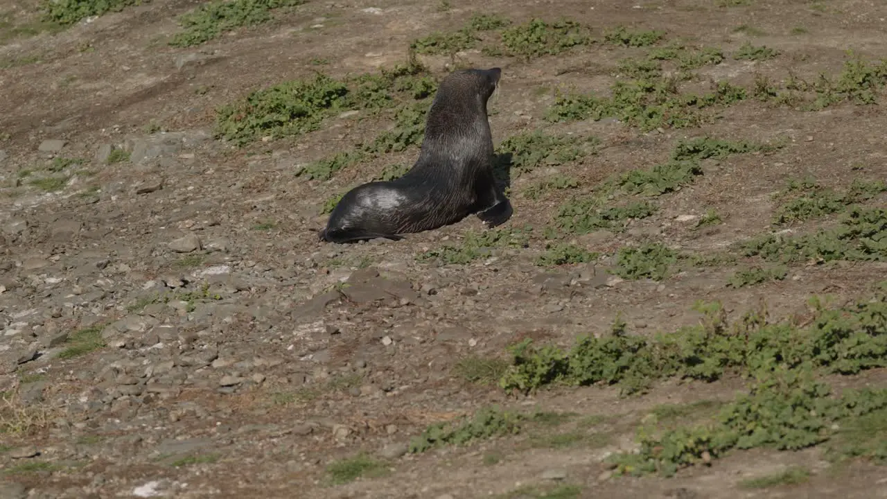 Fur seal enjoying sunshine while turning its head on grassy rocky ground