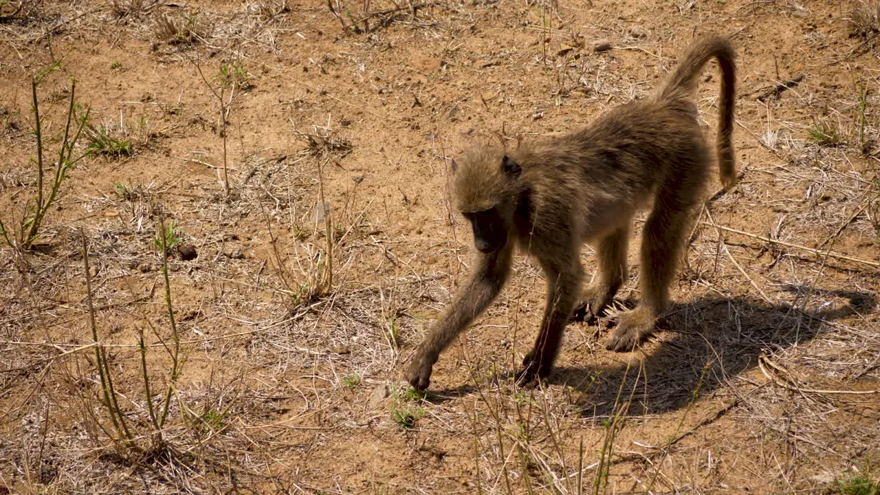 Chacma Baboon eats dry grass in Kruger Park