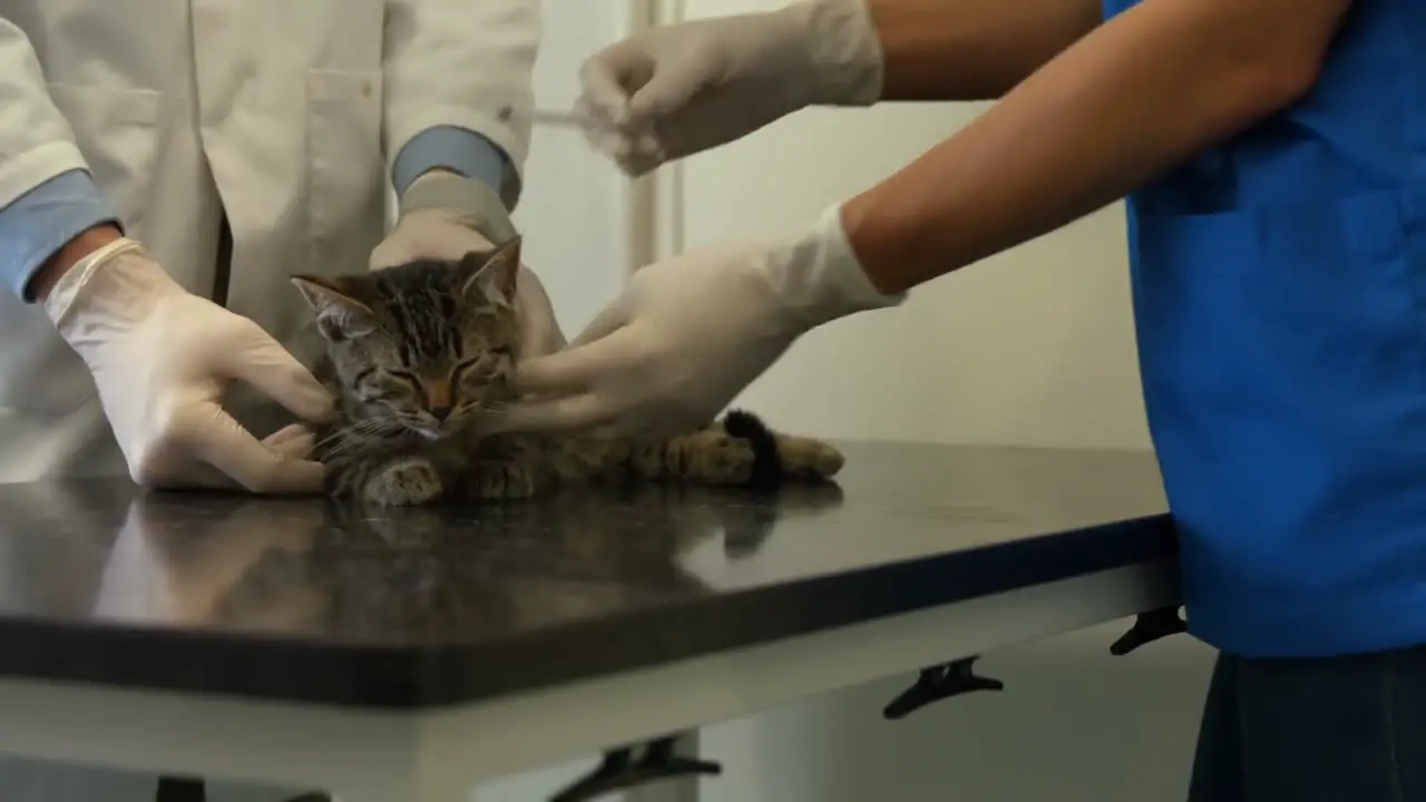 Vet and nurse examining little kitten