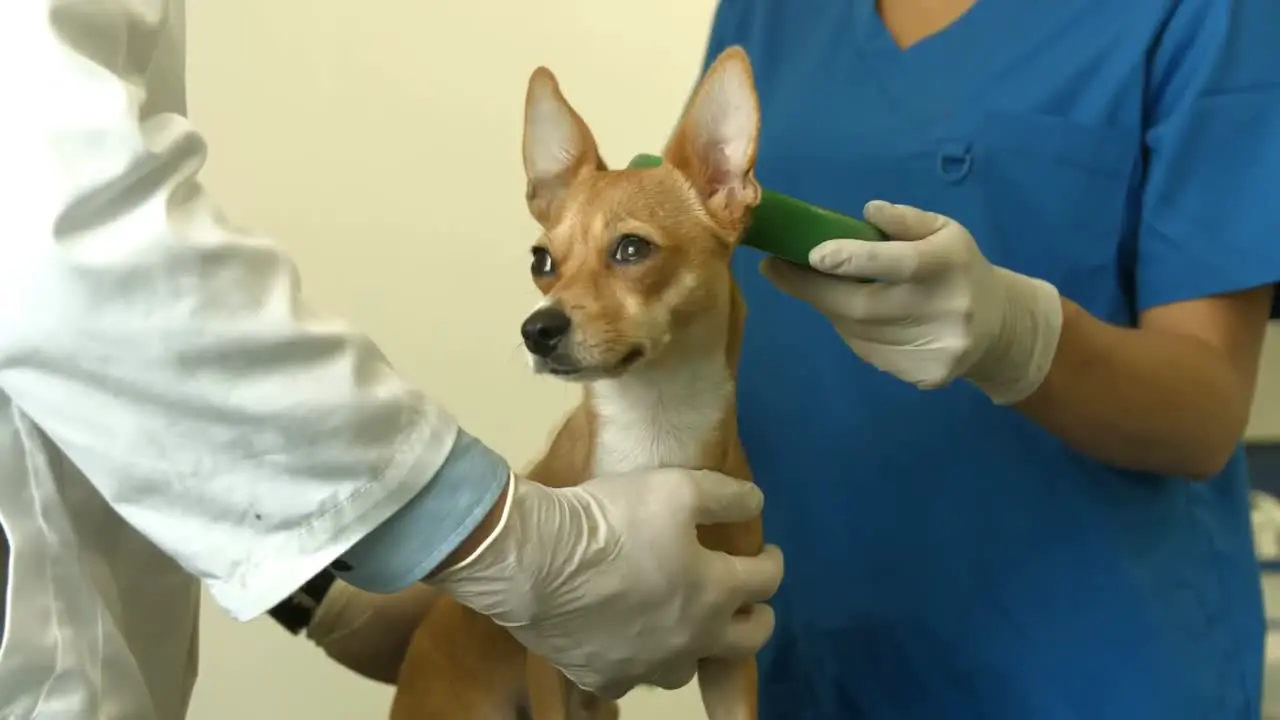 Vet and nurse examining little dog