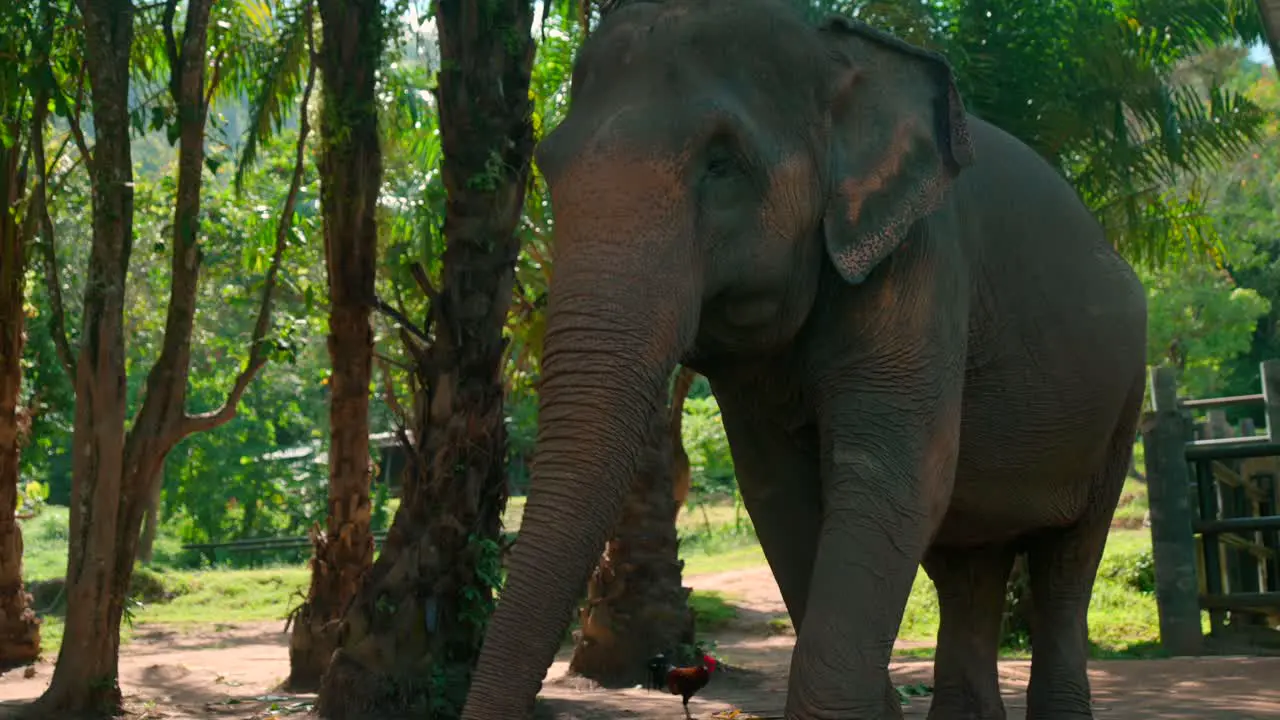 Footage of an Asian elephant up close