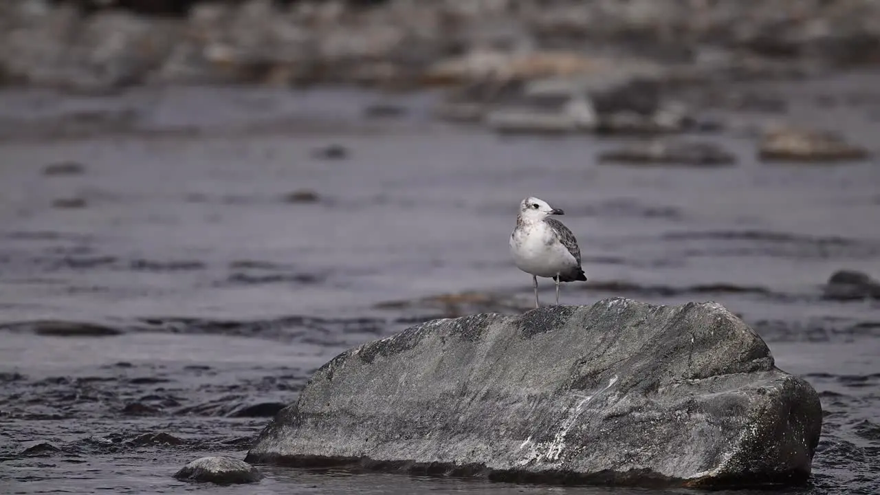 The beautiful Bird Pallas's gull sitting Rock in water Stream