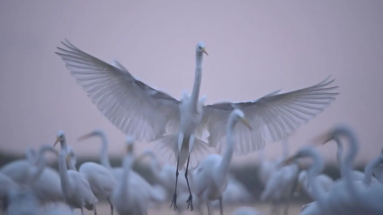 Great Egret Landing in flock of Birds in Sunrise of Winter