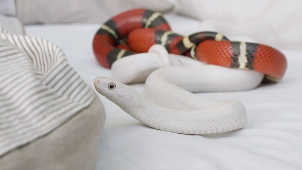 Close Up Of Two Pet Snakes Slithering On The Bed At Home 2