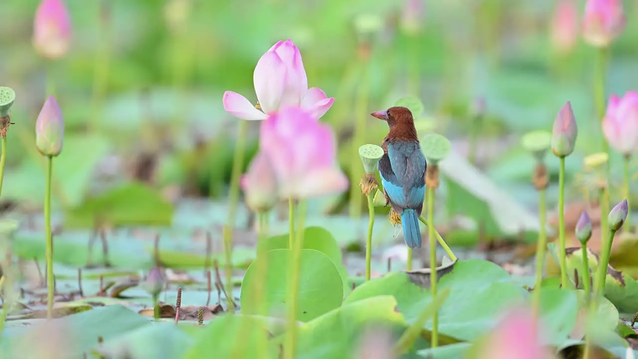 White Breasted Kingfisher on Lotus Flower