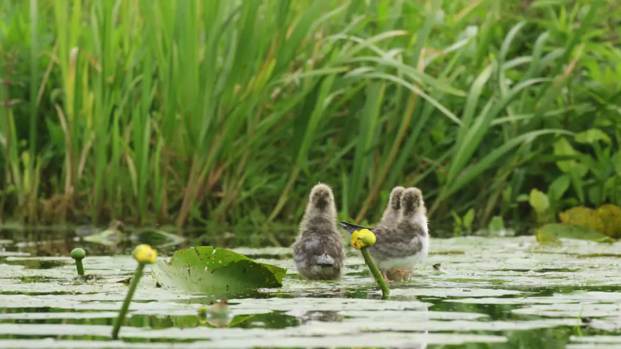 Three hungry hatchlings wait with open mouths to be fed by black stern