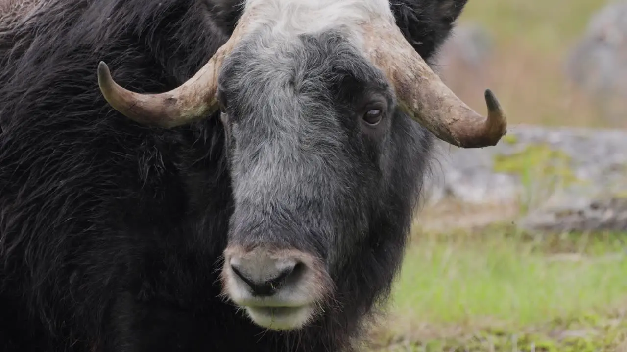 Muskox (Ovibos moschatus in Latin musky sheep-ox) also spelled musk ox and musk-ox plural muskoxen or musk oxen is a hoofed mammal of the family Bovidae