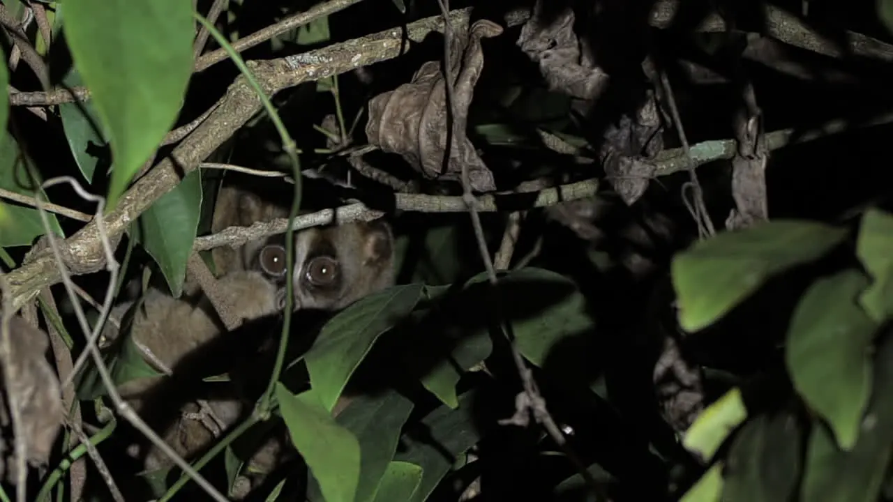 Slow Loris Open Eyes Wide Open During Night