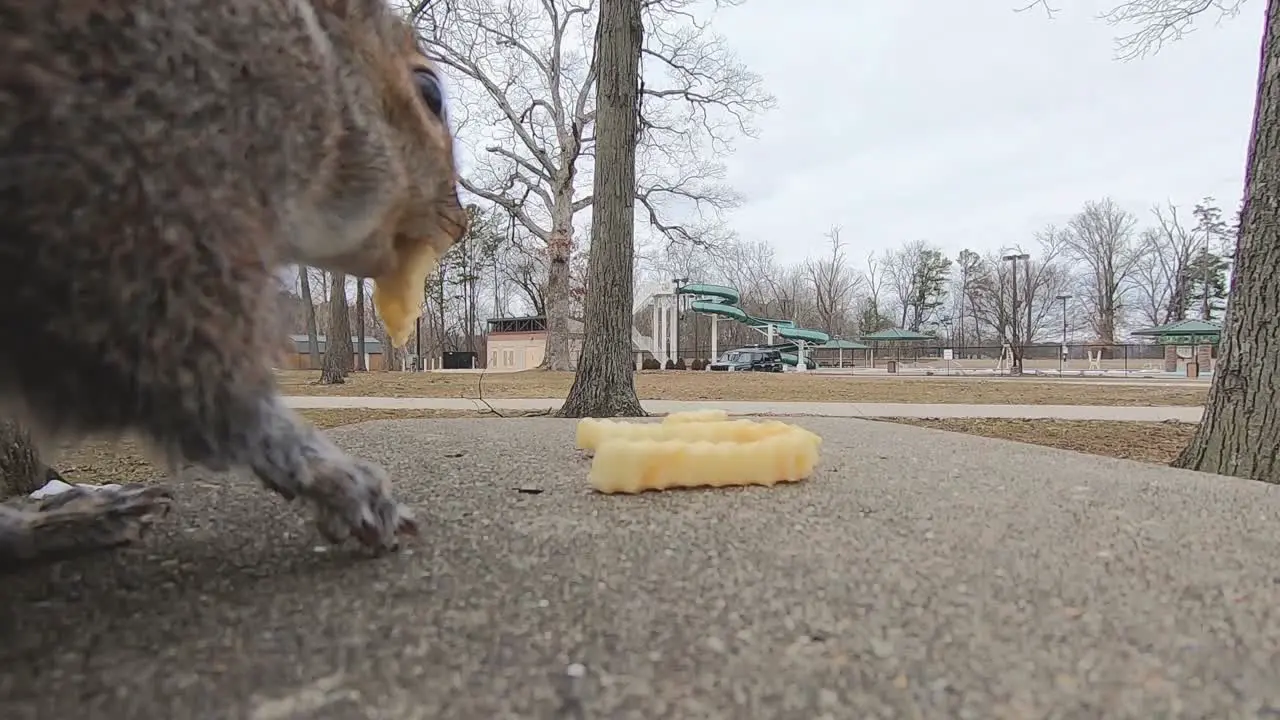 Grey squirrel in a city park finishes a french fry and then picks up a different one and begins to eat it after jumping onto a park bench in slow motion