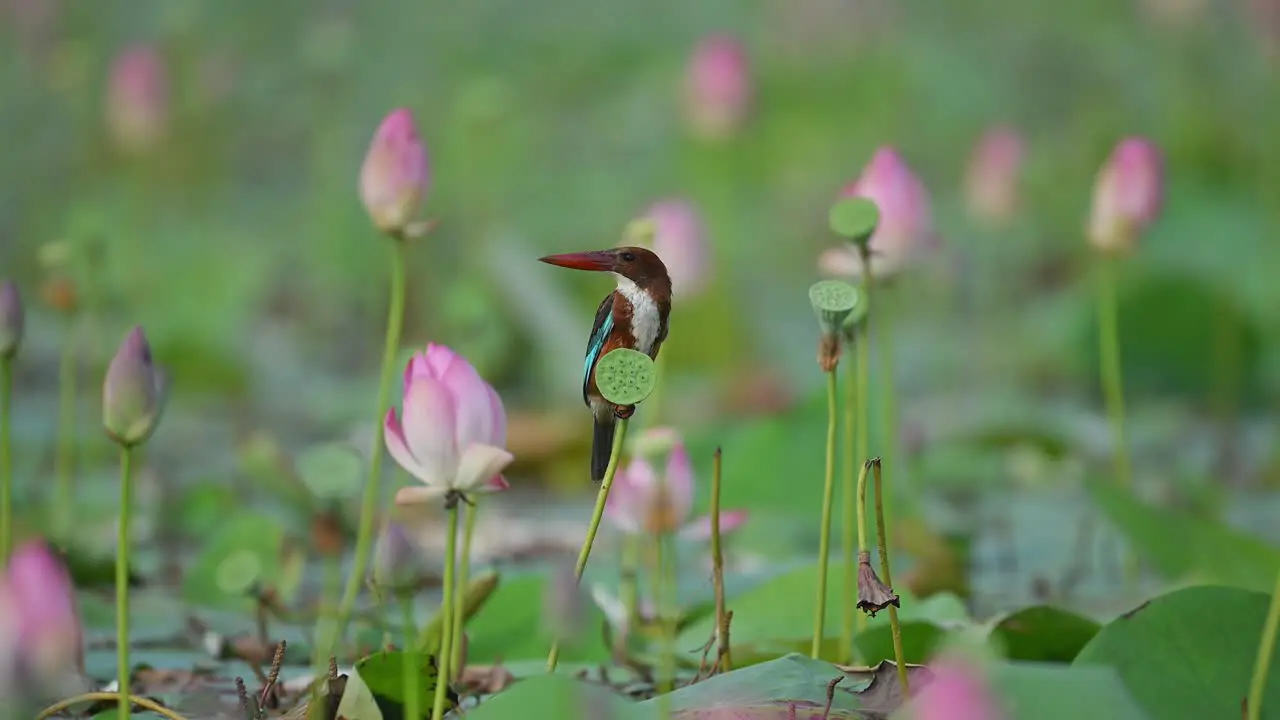 White-throated Kingfisher on a Lotus Flower on nature background