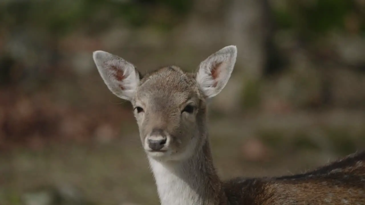 Young Red Deer In A Protected Animal Park Parc Omega Quebec Canada Medium Shot