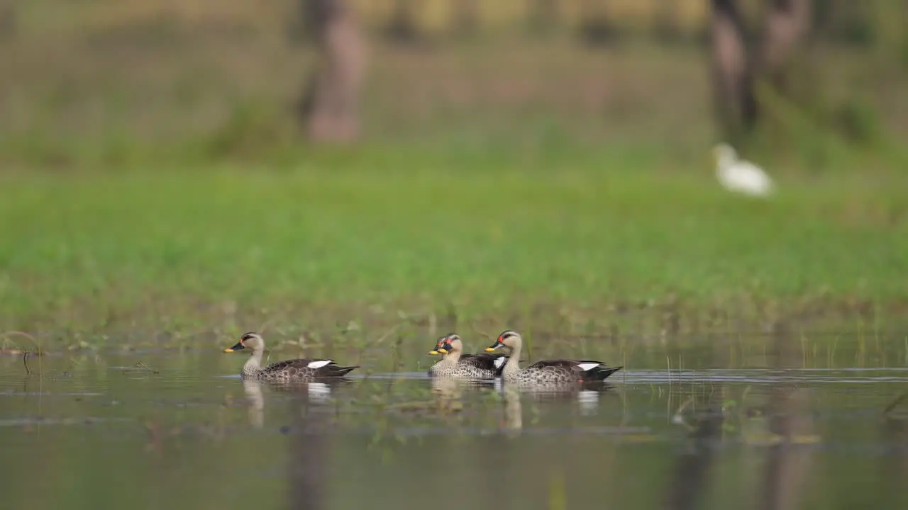 The Indian spot-billed duck is a large dabbling duck that is a non-migratory breeding duck throughout freshwater wetlands in the Indian subcontinent