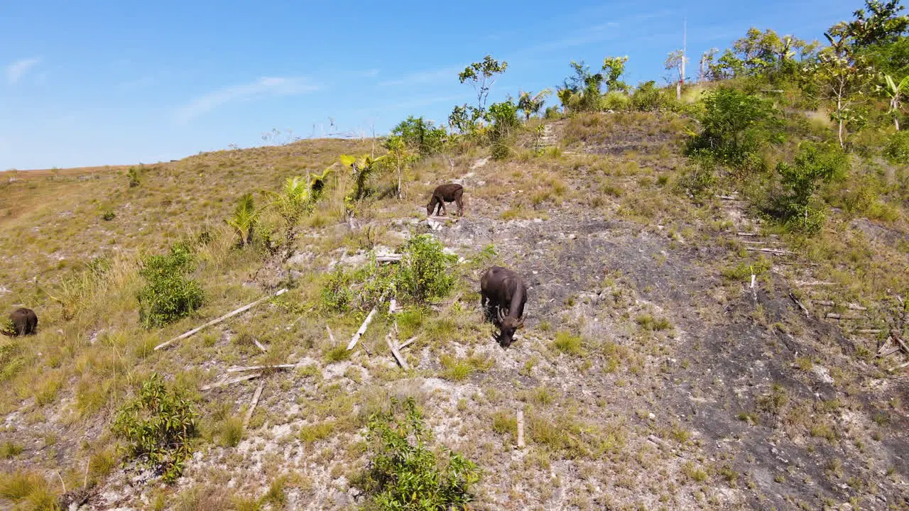 Grazing Buffalos Over Mountains In West Sumba Island East Nusa Tenggara Indonesia