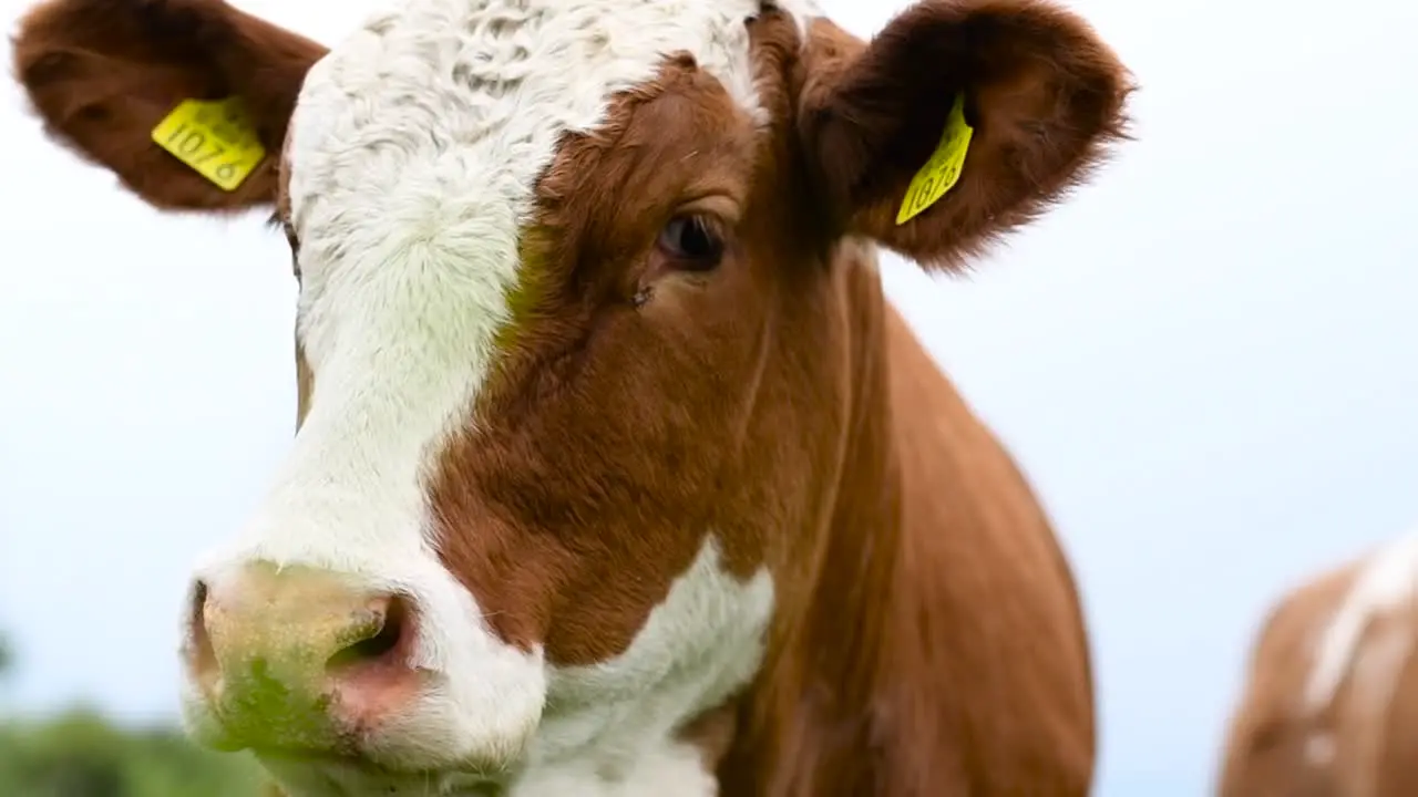 Brown and white curious Longhorn cow stares down my camera lens as I pass by on an afternoon stroll through the countryside