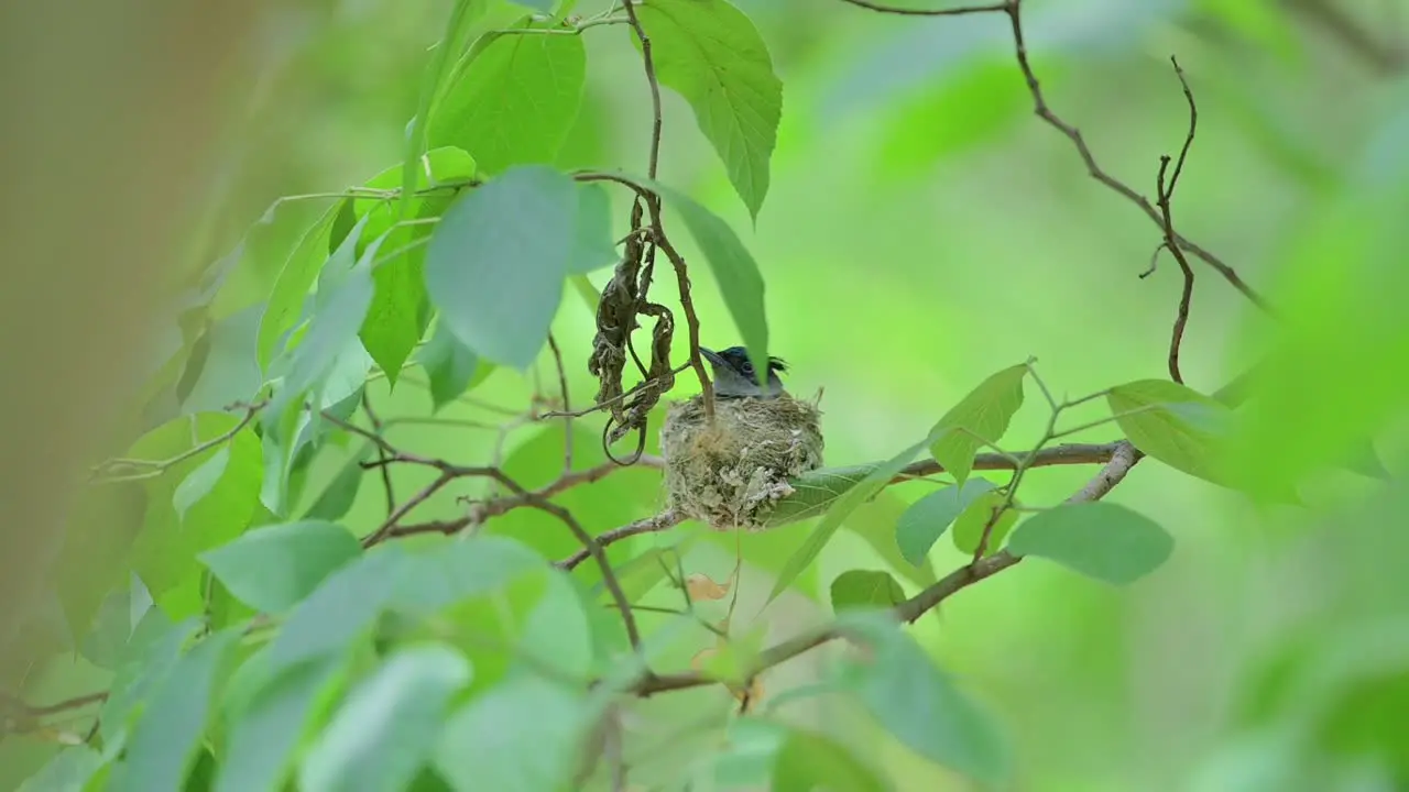 Bird Indian paradise fly catcher incubating eggs at nest in Hot Weather