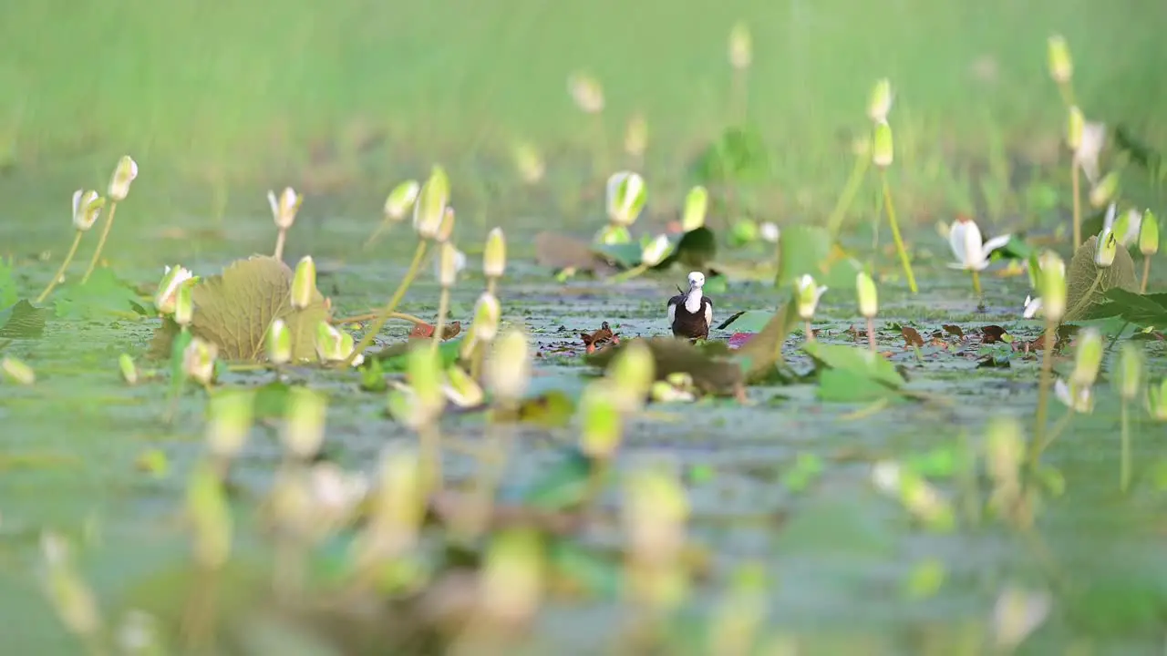 Pheasant-tailed jacana walking on the lotus leaves in the lake and looking for food