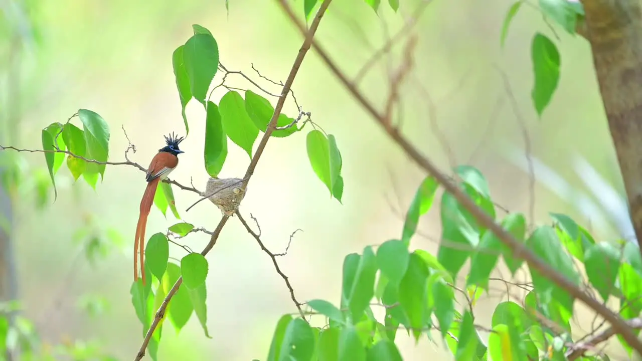 Beautiful Paradise fly catcher Male Bird with Long Tail