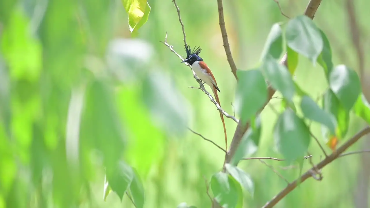 Beautiful Indian paradise Fly catcher Male Bird in forest