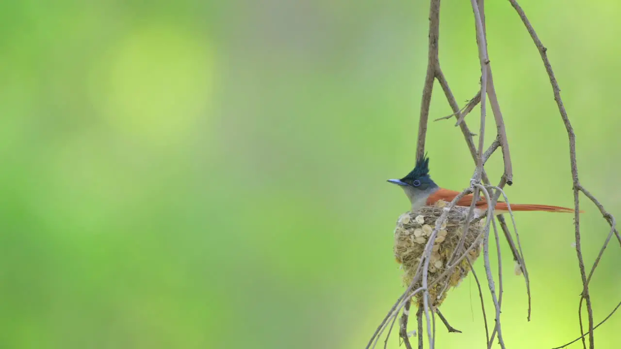 Paradise Fly catcher Making nest with hanging Branches