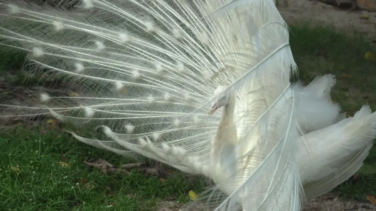 White peafowl pavo cristatus turn the body and shake