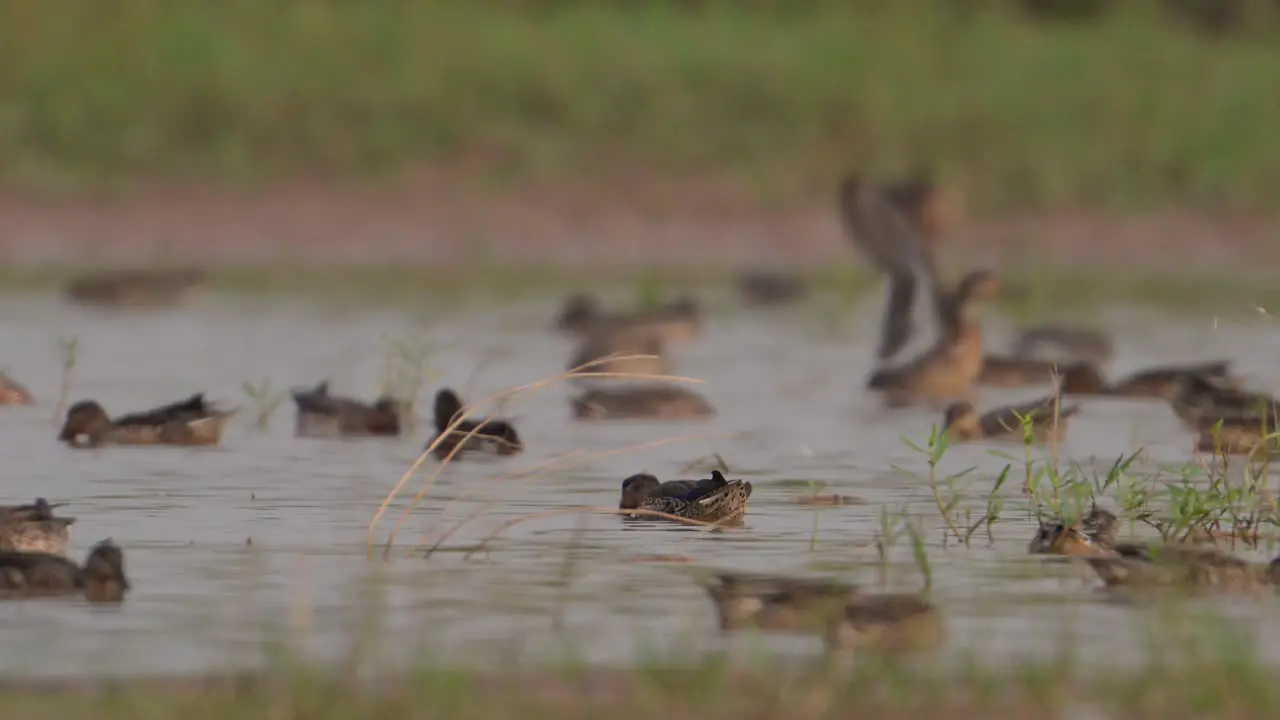 Flock of Ducks in Lake Side in Morning