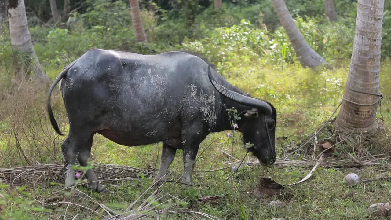 Adult Water Buffalo eating grass grazing on a field near a forest during a day south east asia Thailand