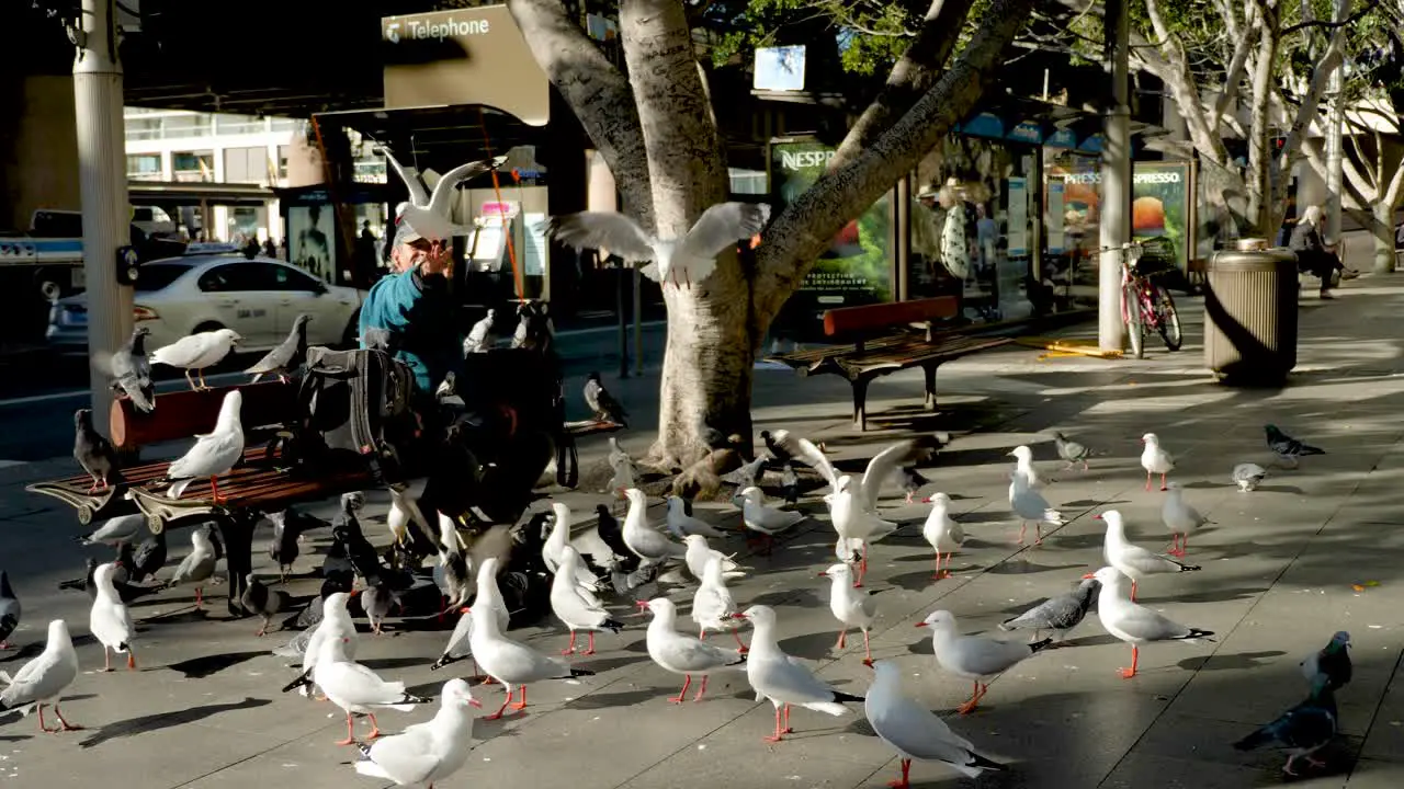 Homeless Man Feeding City Birds Pigeons