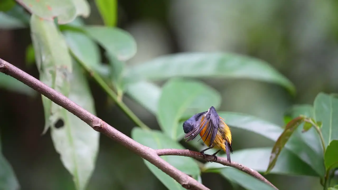 Wild Orange bellied flowerpecker bird peching on the tree in the forest