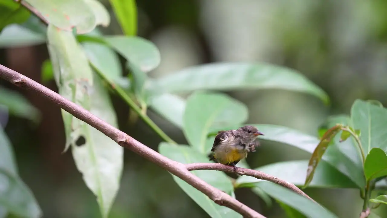 Orange bellied flowerpecker bird peching on the tree