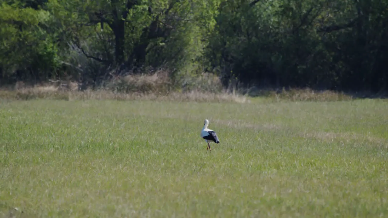 Wide shot of Stork foraging on a meadow in summer