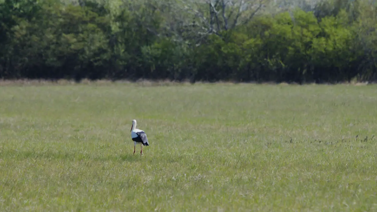 Wide shot of Stork