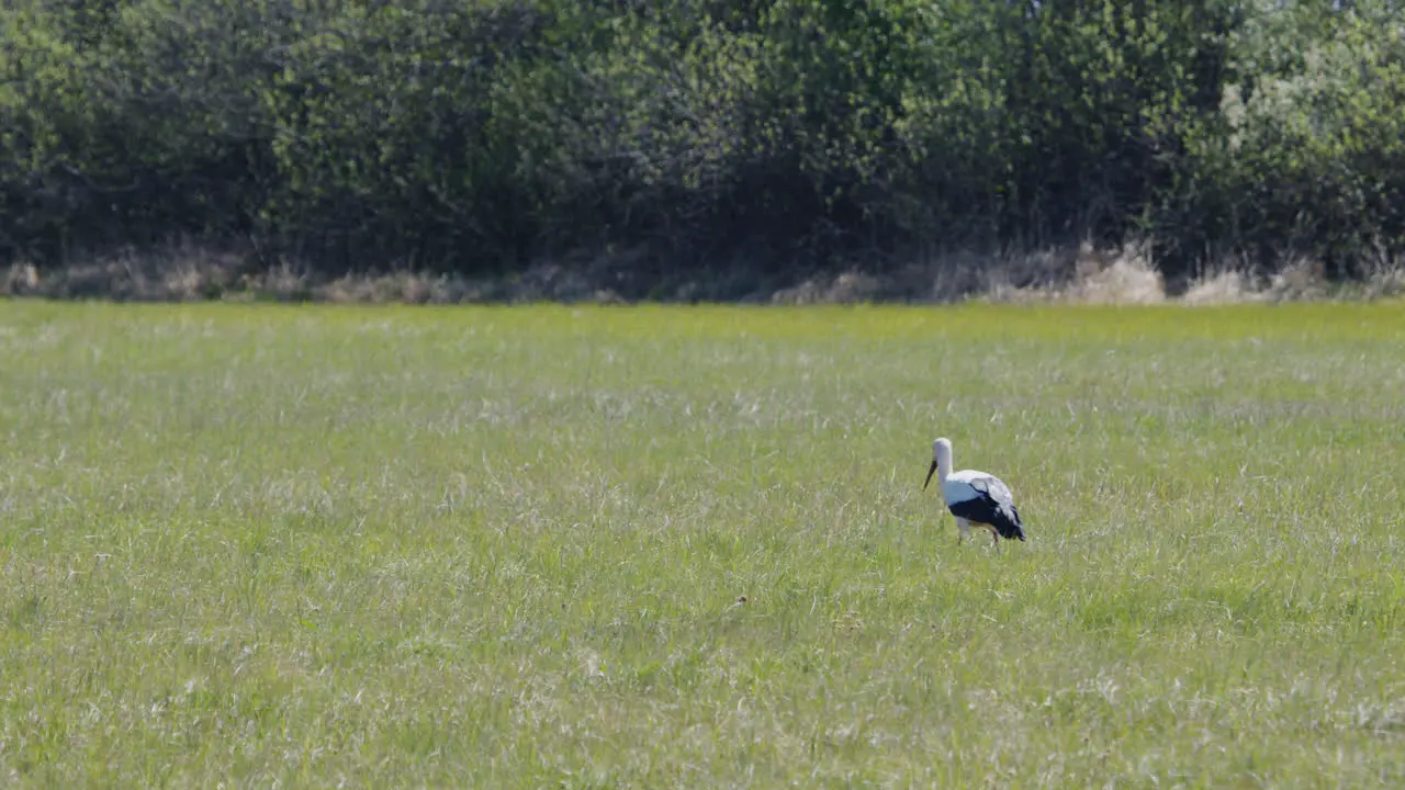 Medium shot of Stork