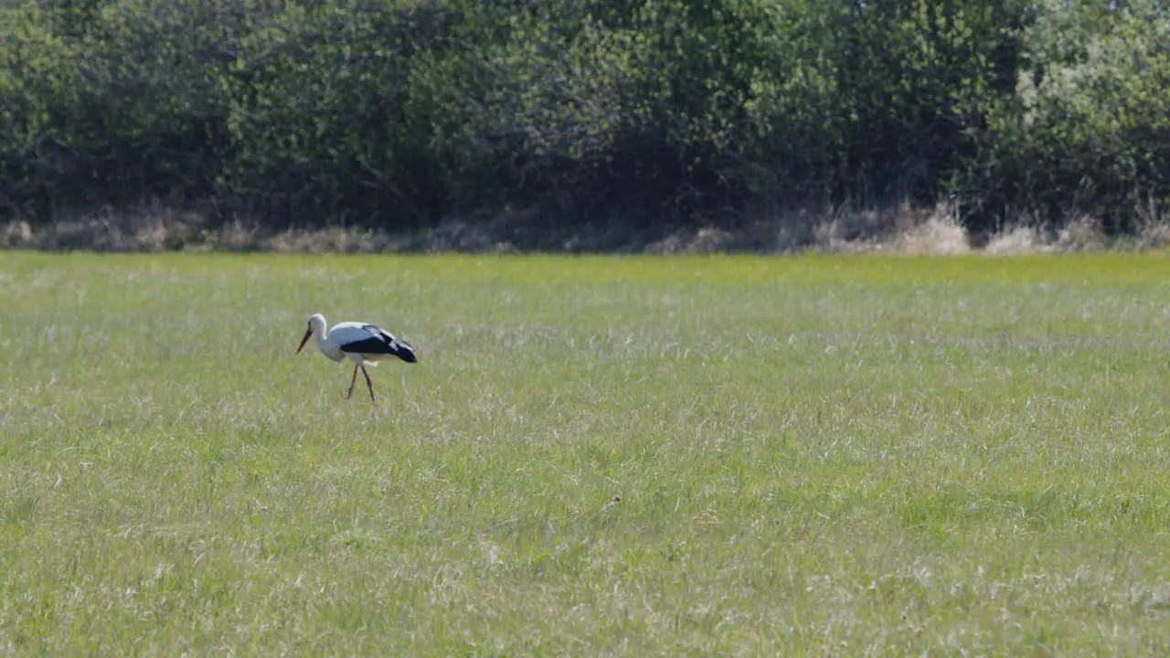 Wide shot of Stork looking for food on a meadow in summer