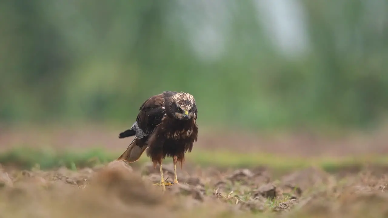  Eurasian marsh harrier on Ground in Rain