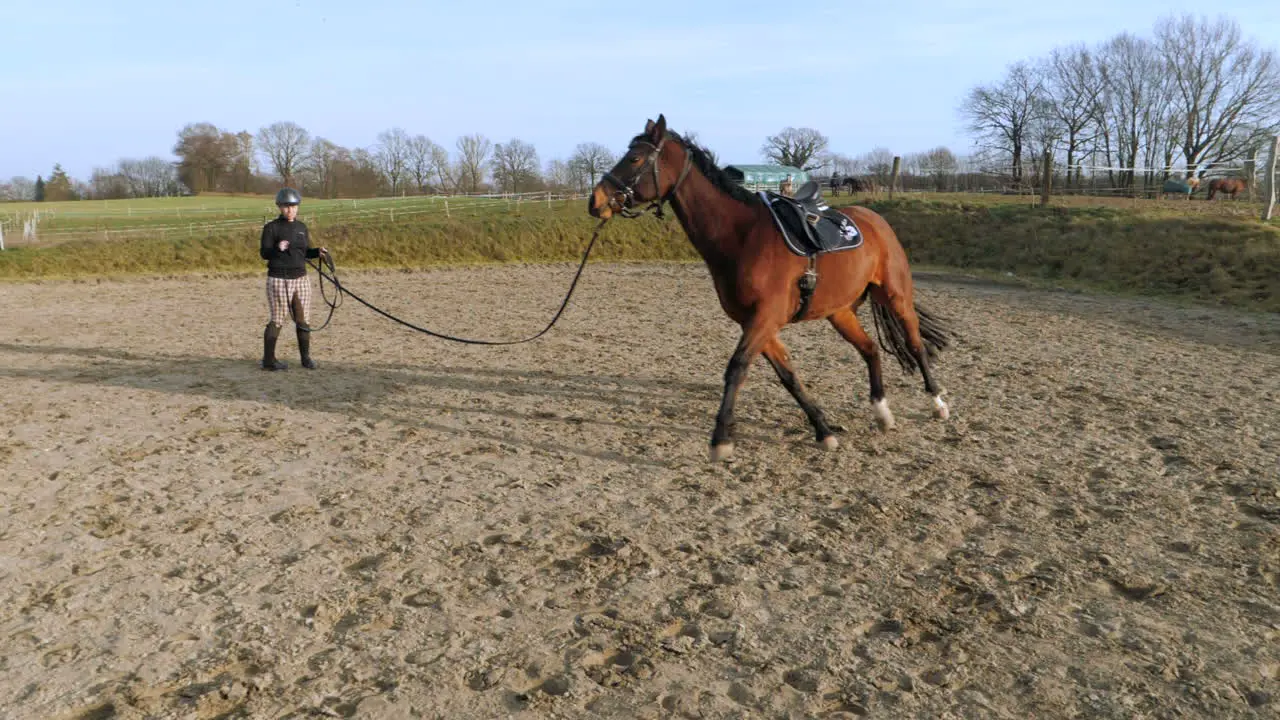 Young woman lunges a horse on a sunny day in slow motion