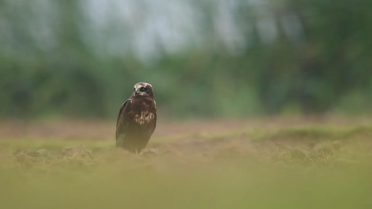 Eurasian marsh harrier on Ground in Rain