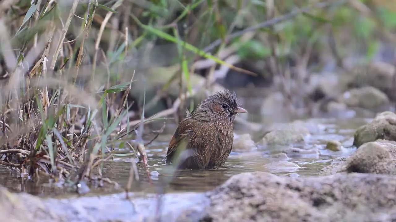 Streaked laughingthrush is taking a quick birdbath in a Water Stream