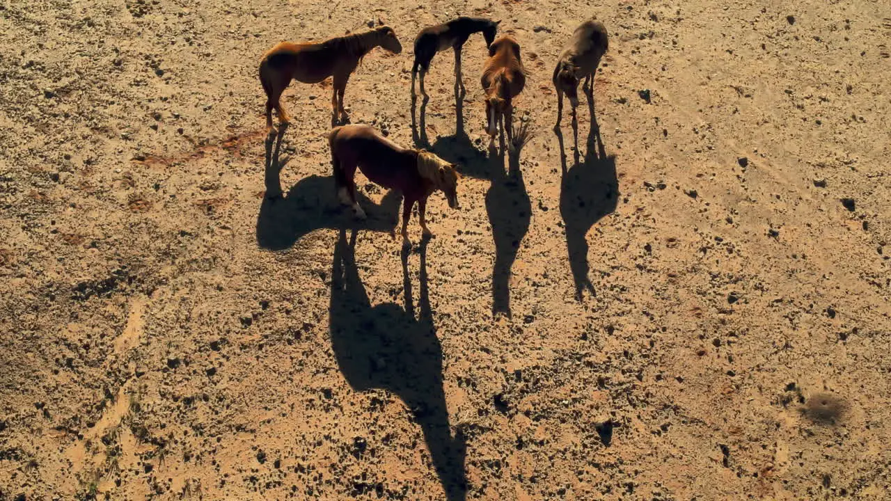 Drone's Perspective Wild Horses in Arizona