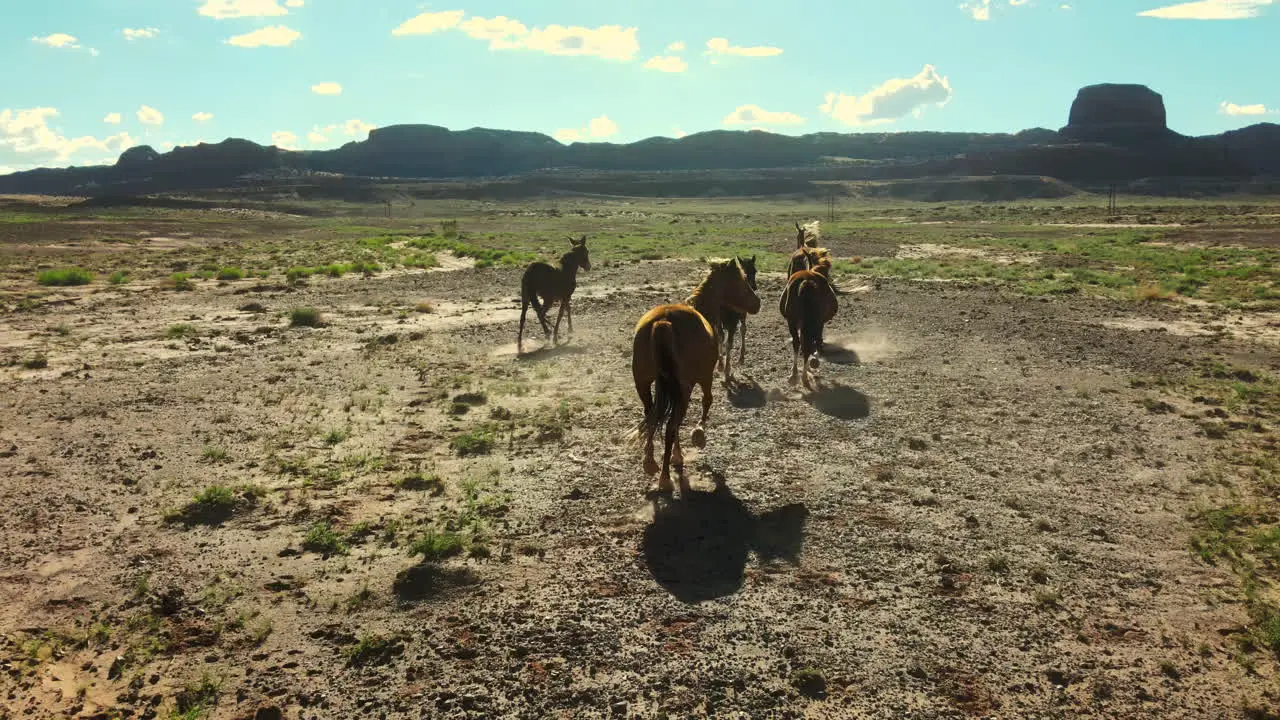 Wild horses in Arizona Drone flight view