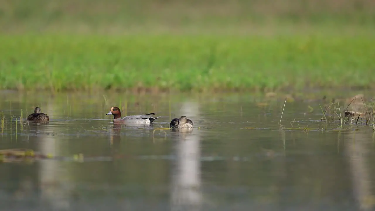 Eurasian wigeon Feeding in Wetland